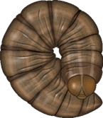cut worm