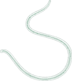 nematode
