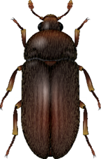 Black Larder Beetle