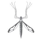 midge - biting flies