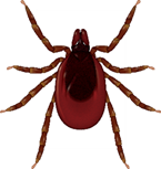 Tick