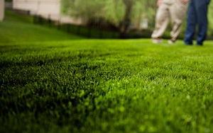 Close Up Image of a Healthy Lawn Banner