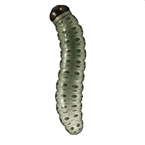 sod webworm
