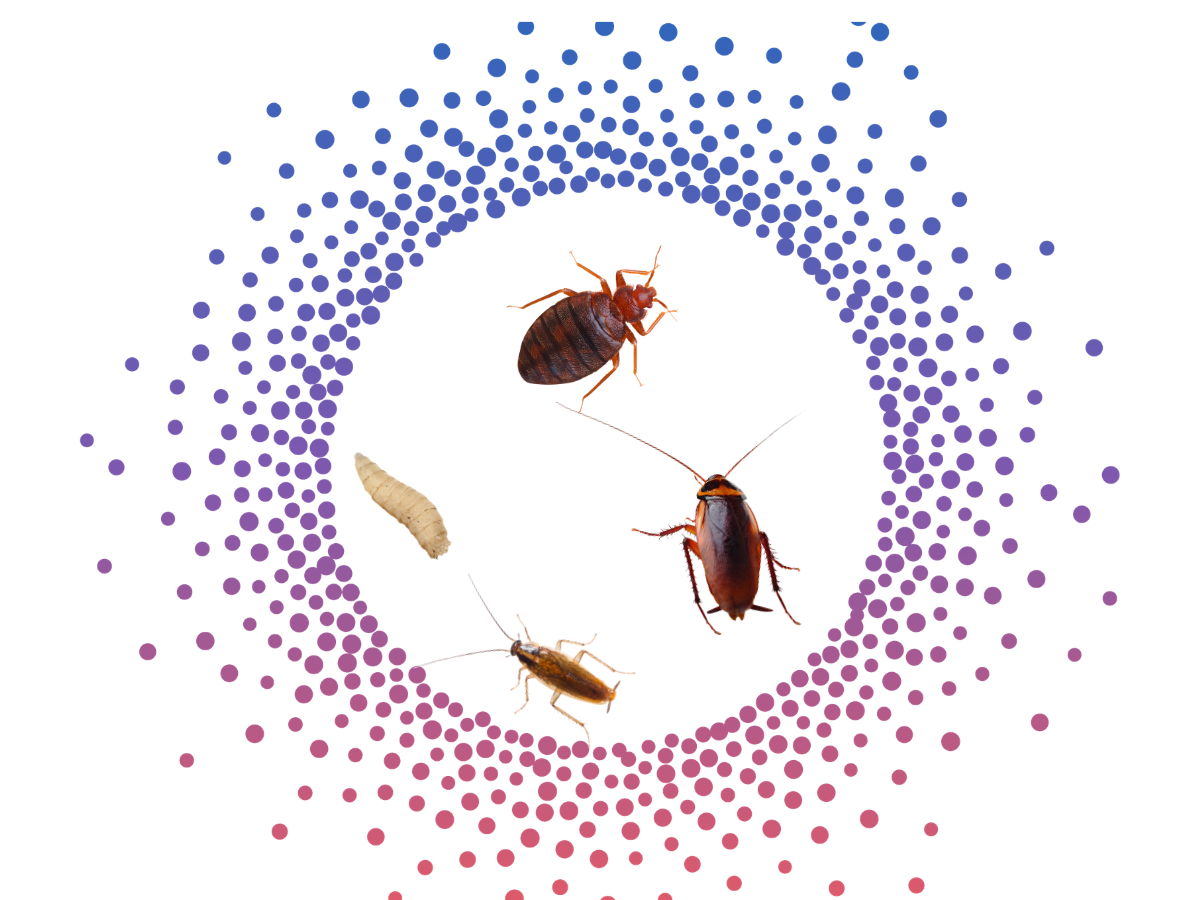 Envu South Africa Crawling Insects