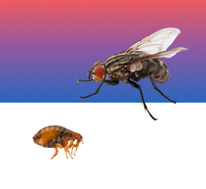 A bed bug and a fly on top of a pink and purple gradient background.