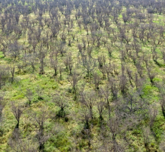 An aerial view of a forest impacted by wildfires.