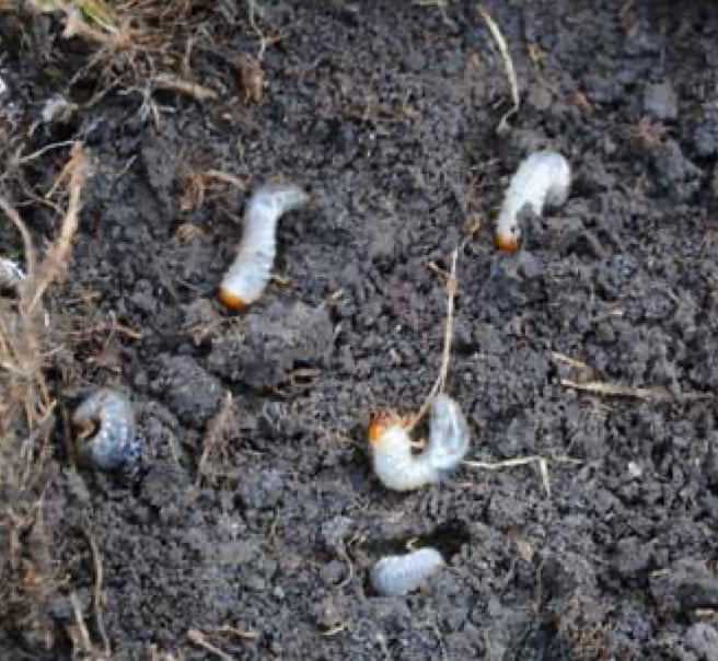 An aerial view of grubs burrowed in dirt.