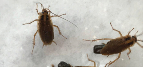 An aerial view of two German cockroaches.