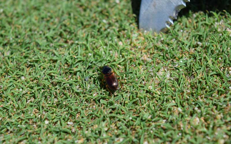 An insect on turf.