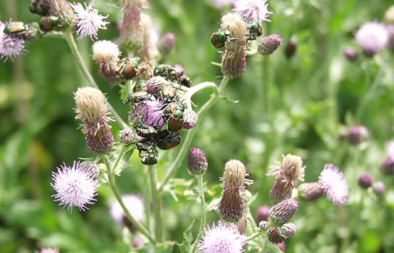 Insects perched on a flowering weed.