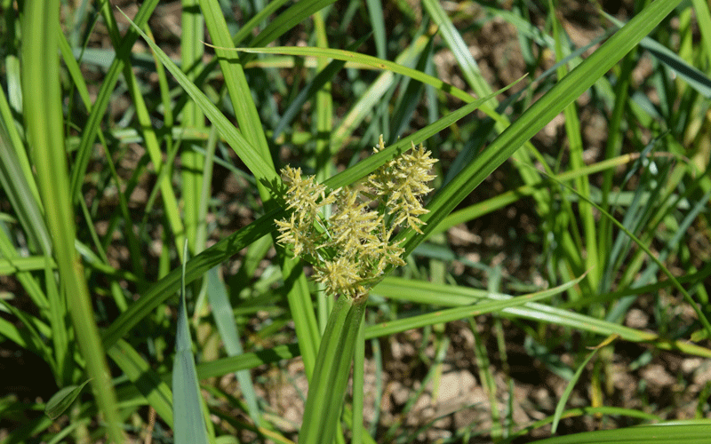 A close-up of a flowering weed in grass.