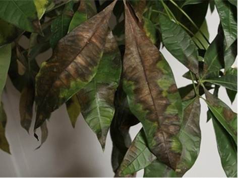 Green leaves with brown patches.