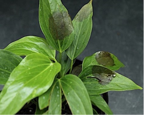 Green leaves with brown patches.