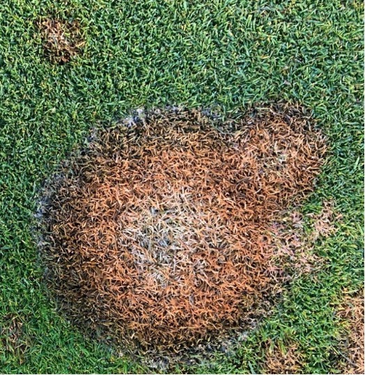 Green turf with circular patches of brown turf.