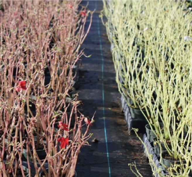 One row of brown potted plants and another row of green potted plants.