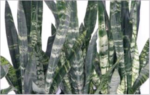 A healthy snake plant.