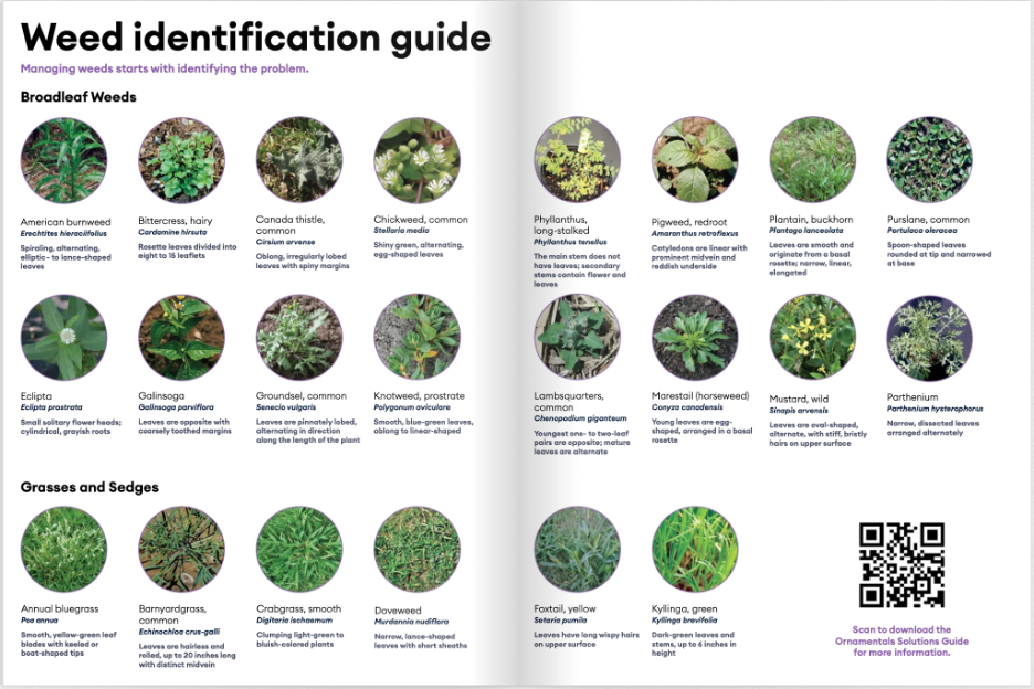 A weed identification guide with a QR code in the bottom right.