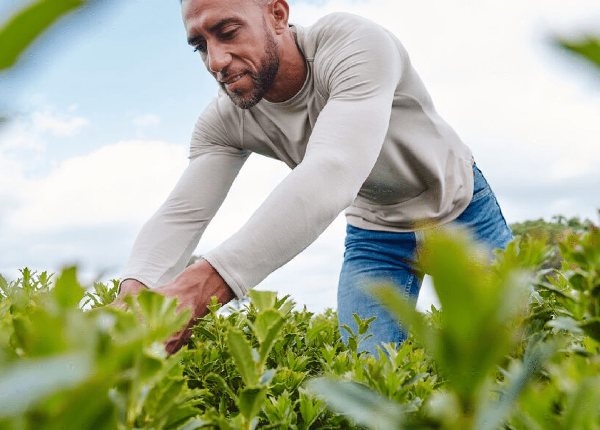 Man tends to field