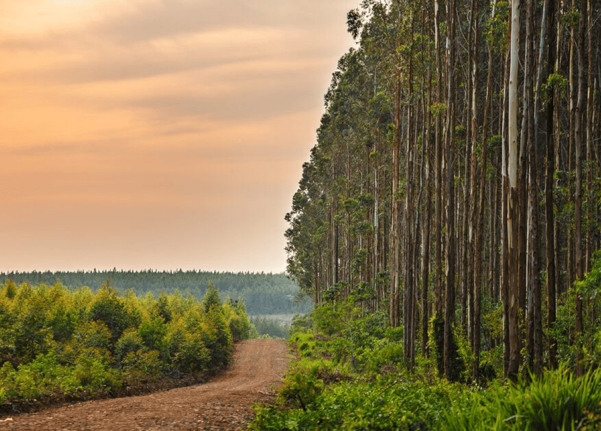 Dirt road with forrest on one side