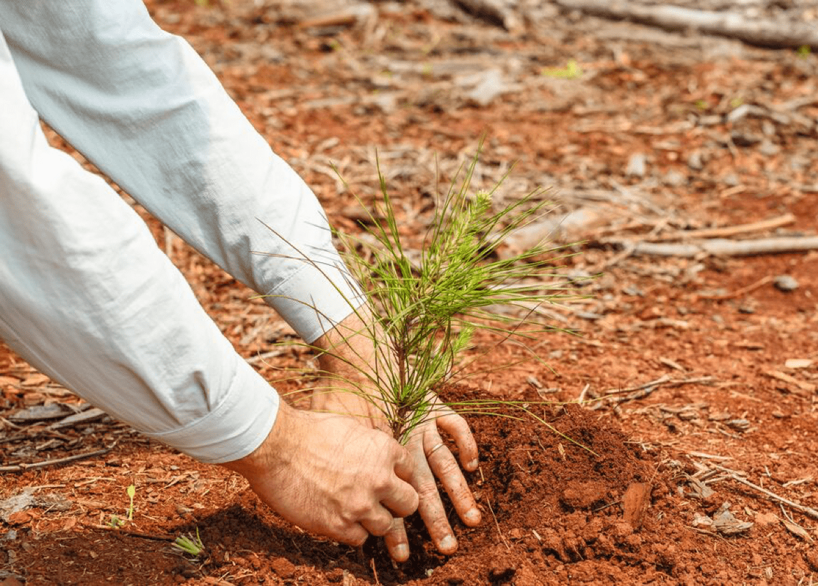 Hands planting a small tree in the ground