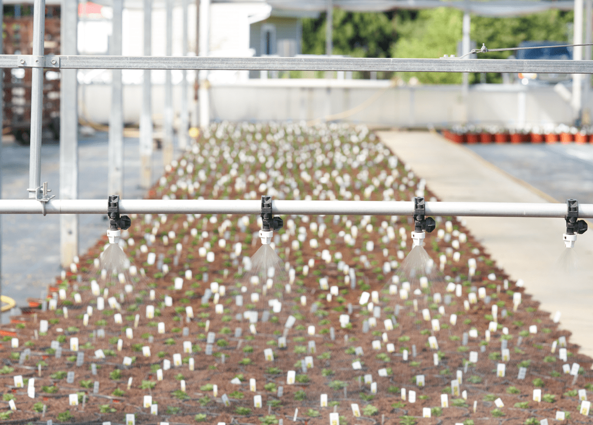 Line of nozzles spraying water over seedlings