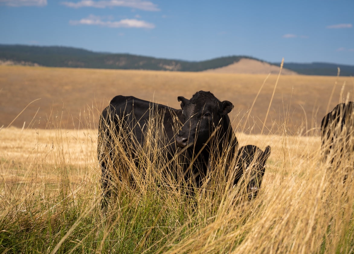 A black cow looks into the distance from behind tall grasses.