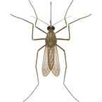 Mosquito