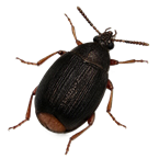 Imagen Acanthoscelides obtectus