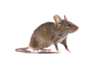 Mus Musculus Imagen