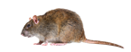Imagen Rattus Rattus 