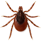 Rhipicephalus sanguineus imagen