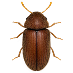 imagen Stegobium paniceum