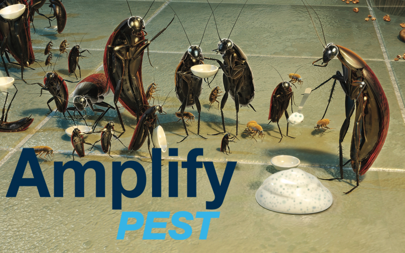 amplify pest