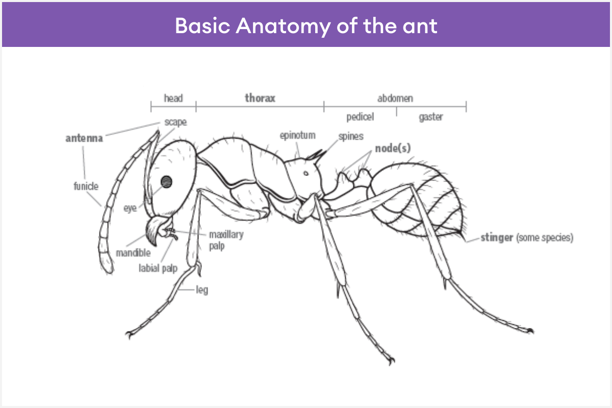 Envu Best Practice Procedure training – Ants