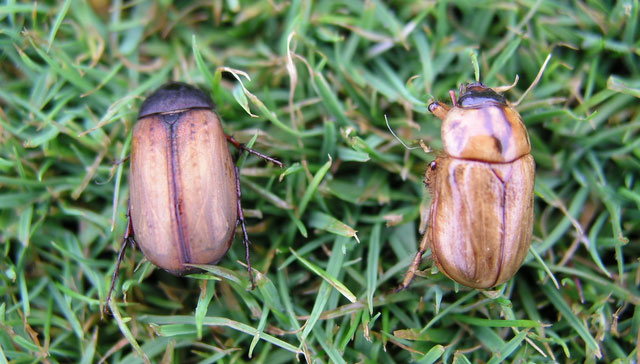 Pruinose scarab and Argentinian scarab
