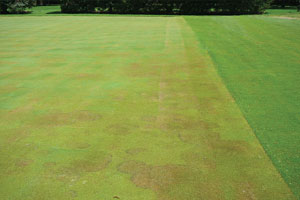 brown patch