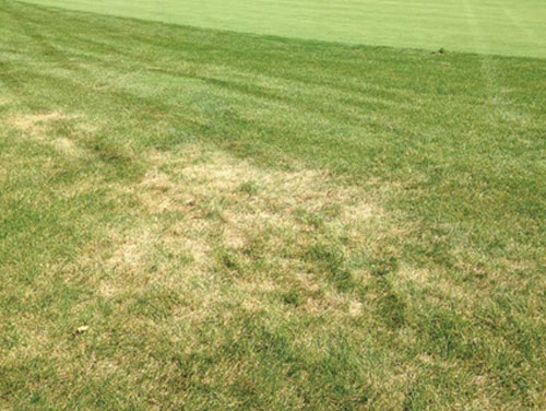 Stressed turf as a result of white grub activity