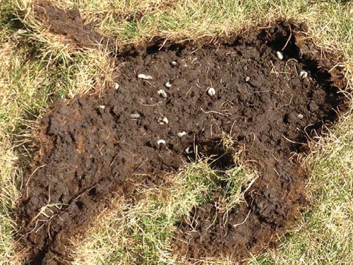 Due to lack of root system turf easily peels back to reveal white grubs
