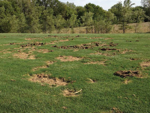Due to lack of root system turf easily peels back to reveal white grubs