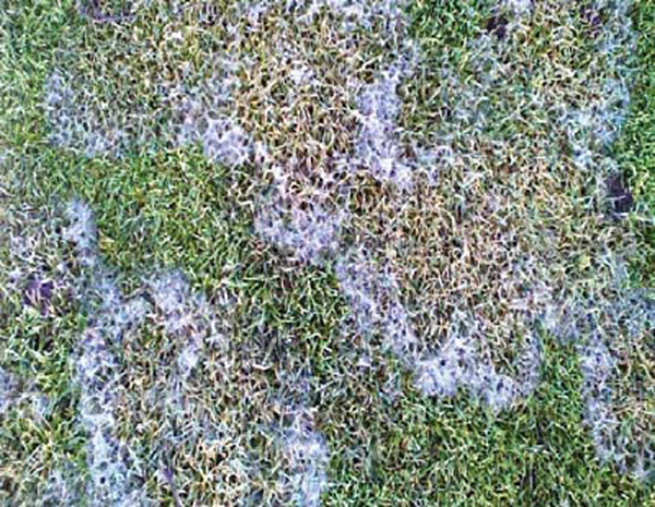 winter-fusarium