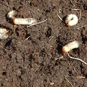 Insect