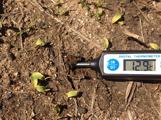 soil temp