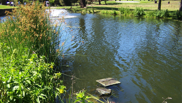 strathfield_gc