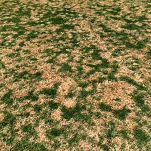 turf_blog