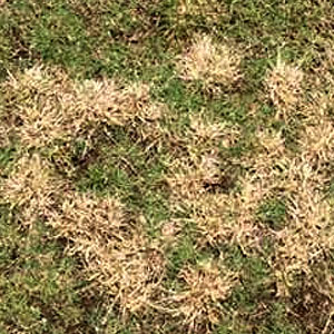 turf_blog