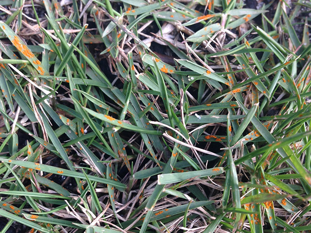 turf_blog