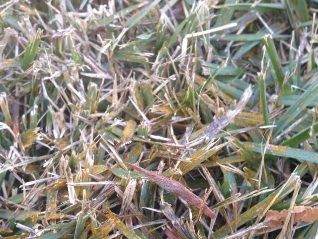 turf_blog