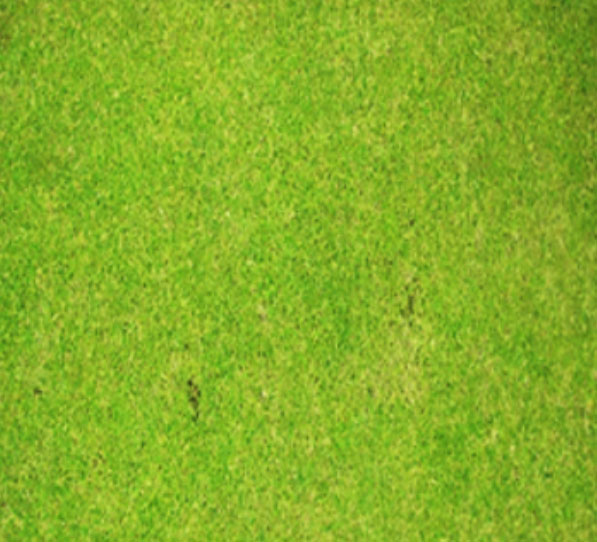 soil and plant health