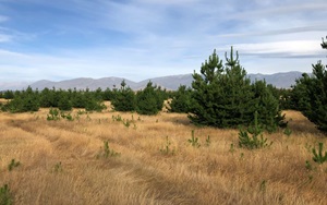 Vegetation Management Envu Environmental Science New Zealand