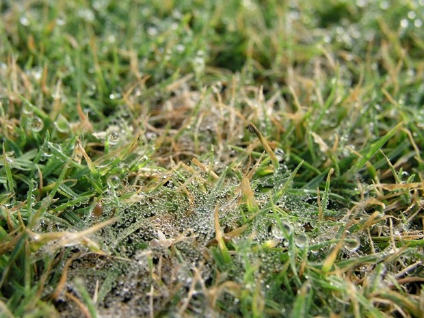 dollar spot mycelium